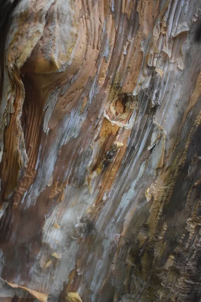 Closeup Tree Bark Texture Wallpaper Background — Stock Photo, Image