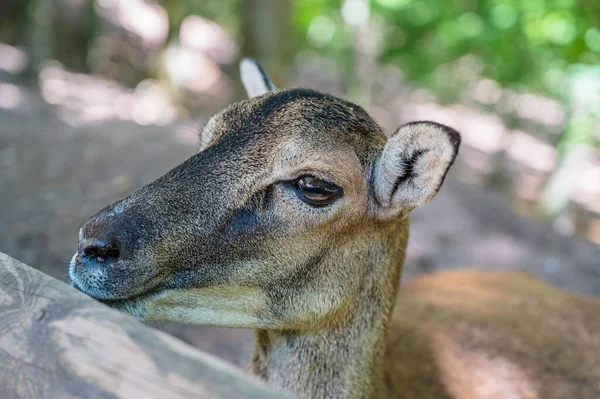 Selektivní Zaměření Rozkošného Muflona Parku — Stock fotografie