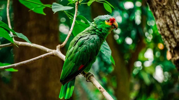 Detailní Záběr Papouška Usazeného Větvi Stromu Pod Slunečním Světlem Rozmazaným — Stock fotografie