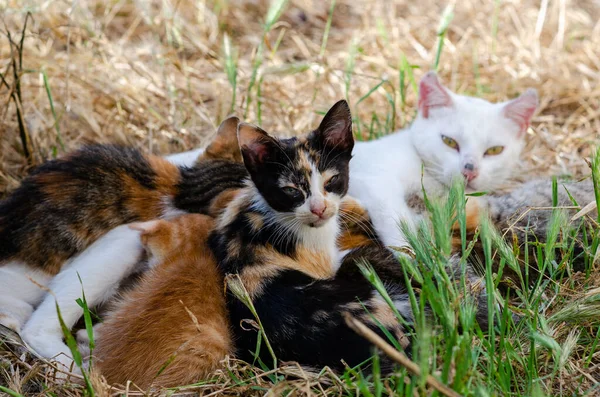 Primer Plano Gatos Domésticos Pelo Corto — Foto de Stock