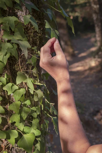 Tiro Vertical Mão Uma Mulher Segurando Uma Bela Folha Hera — Fotografia de Stock