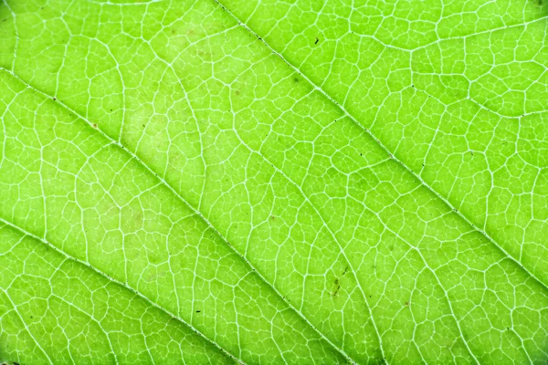 Macro Texture Green Leaf Tree — Stock Photo, Image