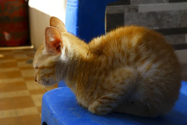 Close Sentado Laranja Brasileiro Gato Shorthair Uma Cadeira — Fotografia de Stock