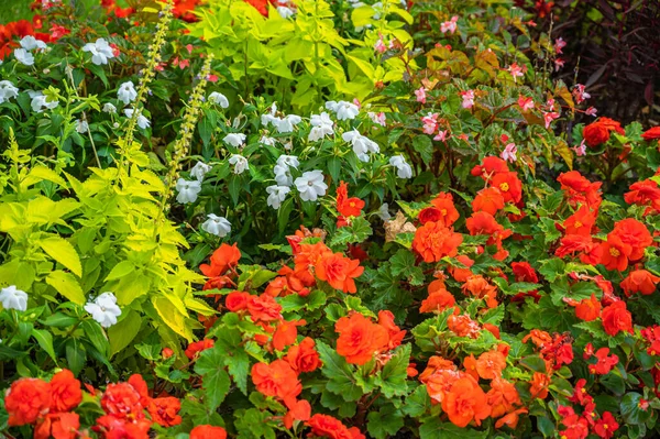 Die Wunderschön Blühenden Bunten Blumen Garten — Stockfoto