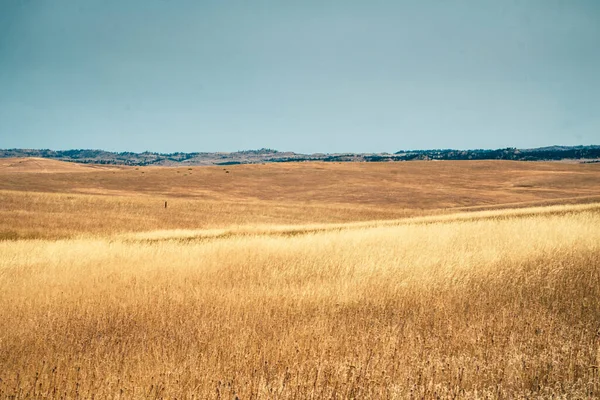 Mesmerizing Shot Landscape View Dry Grass — Stock Photo, Image