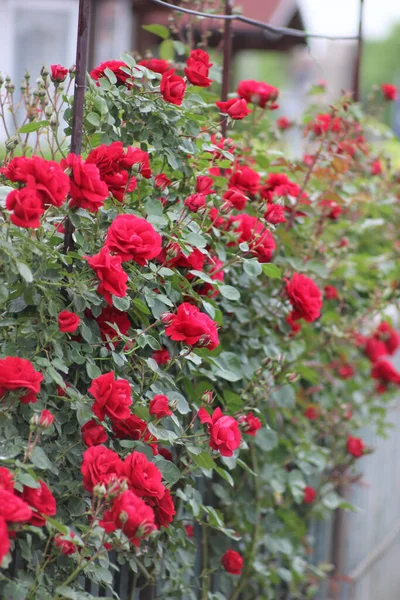 Primer Plano Vertical Hermosas Rosas Rojas Jardín —  Fotos de Stock