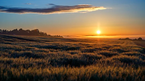Захватывающая Пейзаж Зеленой Травой Красивым Закатным Небом — стоковое фото