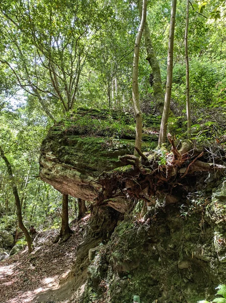 Une Forêt Tropicale Par Une Journée Ensoleillée — Photo