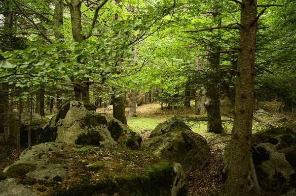 Beau Plan Roches Vertes Dans Paysage Forestier — Photo