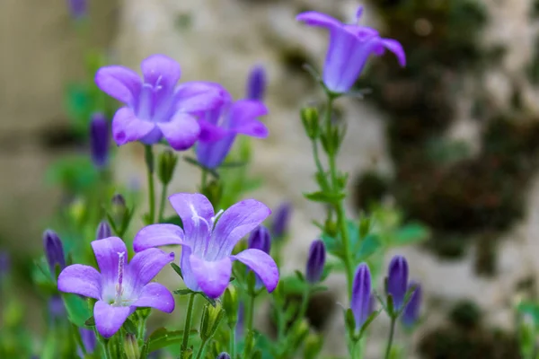 Zbliżenie Purpurowych Kwiatów Ogrodzie — Zdjęcie stockowe