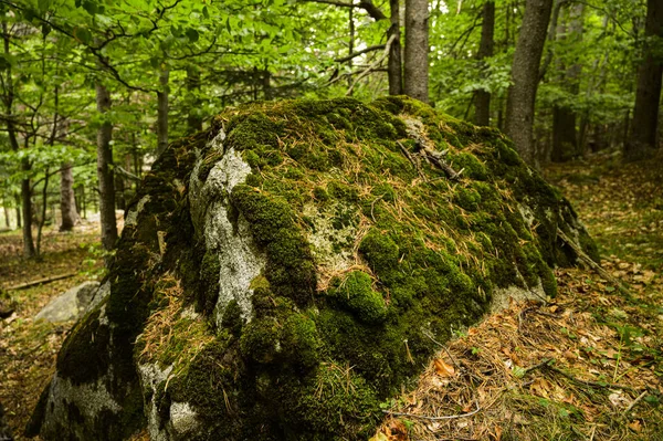 Krásný Záběr Zelených Skal Lesní Krajině — Stock fotografie