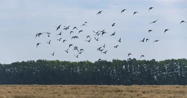 一群野鸽子从麦田里飞走了 — 图库照片