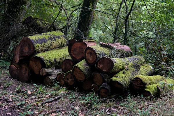 Uma Pilha Troncos Cobertos Com Musgo Floresta — Fotografia de Stock