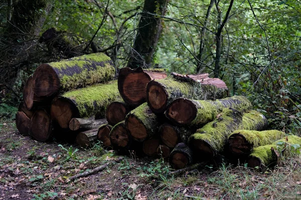 Hög Med Stockar Täckta Med Mossa Skogen — Stockfoto