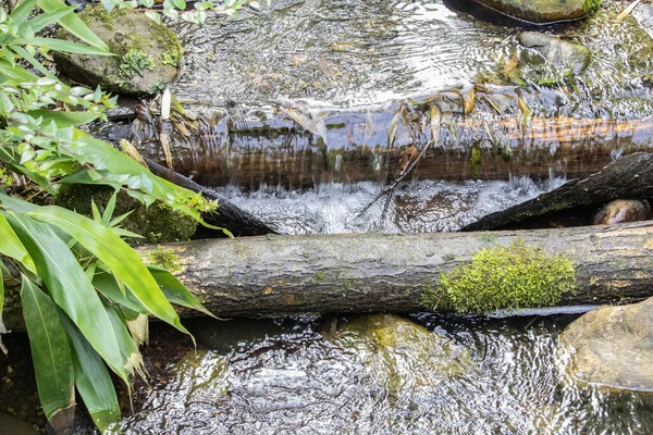 Une Vue Dessus Eau Courante Dans Forêt — Photo