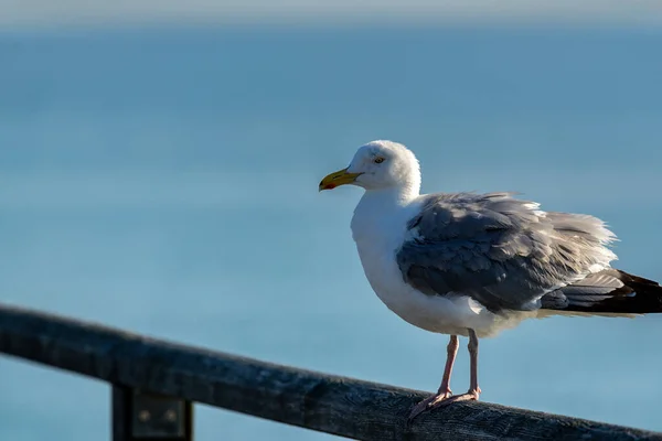 Primer Plano Una Gaviota Arenque Una Barandilla — Foto de Stock