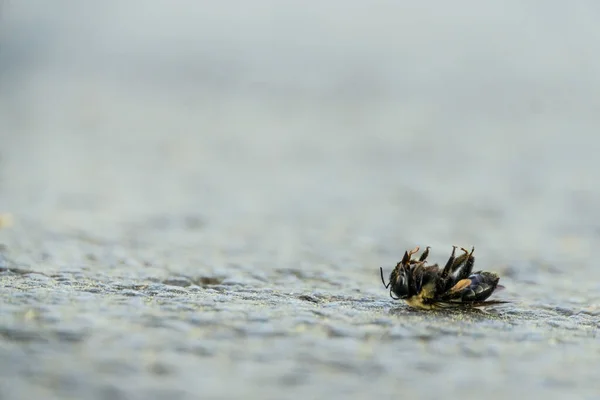 Detailní Záběr Mrtvé Včely Ležící Zemi — Stock fotografie