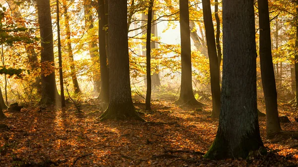 Hermoso Paisaje Bosque Con Muchos Árboles Amanecer —  Fotos de Stock