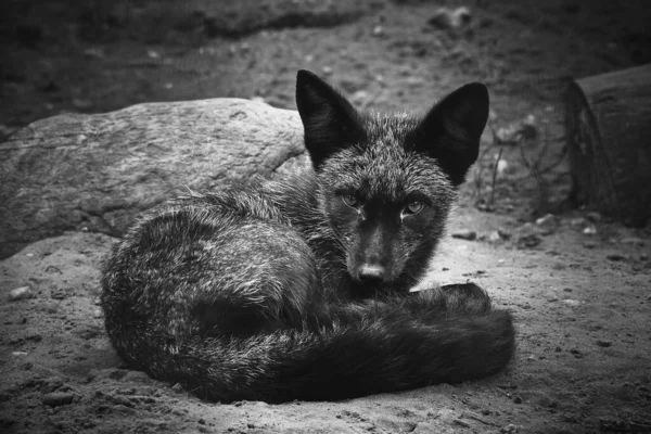 Bir Tilkinin Gri Tonlu Görüntüsü — Stok fotoğraf