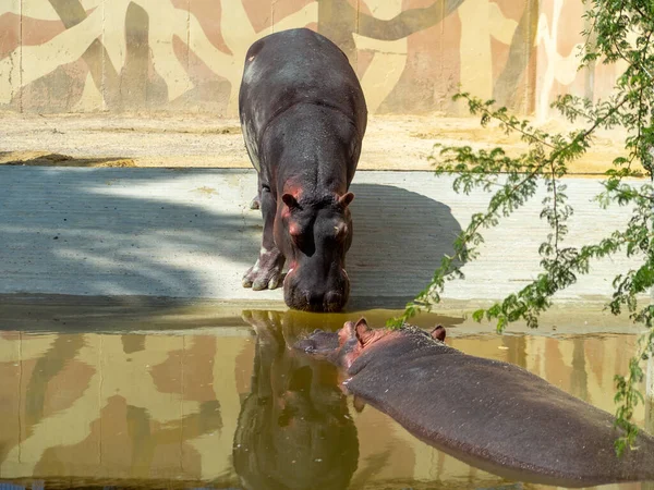 Прекрасний Знімок Гіпопопоса Зоопарку — стокове фото