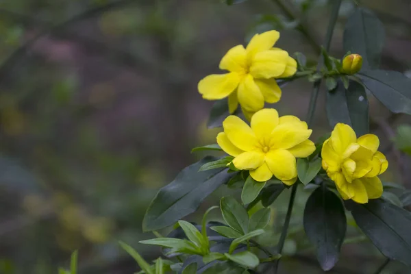 Close Flores Amarelas — Fotografia de Stock