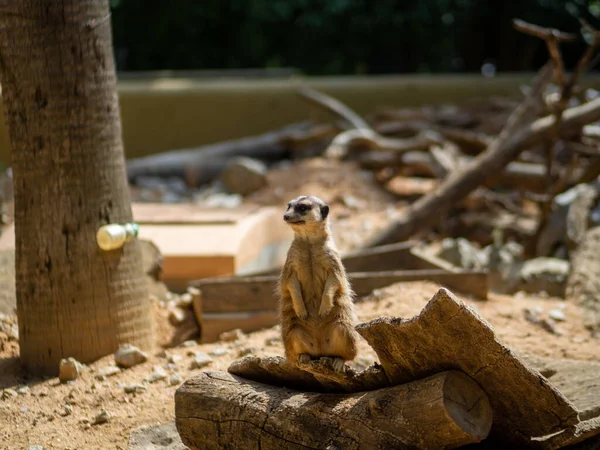 動物園での愛らしい縫合糸 — ストック写真