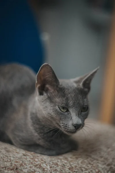 Eine Vertikale Aufnahme Einer Grauen Katze Mit Ernstem Gesichtsausdruck — Stockfoto