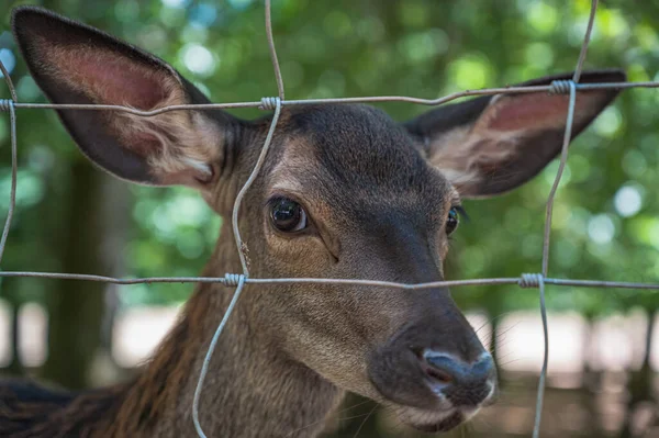 Tiro Perto Adorável Veado Atrás Cerca Parque — Fotografia de Stock