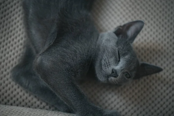 一只可爱的灰猫躺在地上的特写镜头 — 图库照片