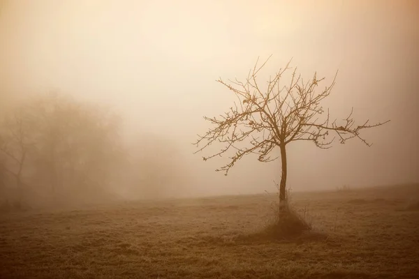 Uma Manhã Fria Inverno Nebulosa — Fotografia de Stock