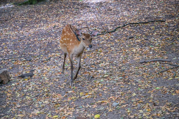 Dappled Deer Nature — Stock Photo, Image