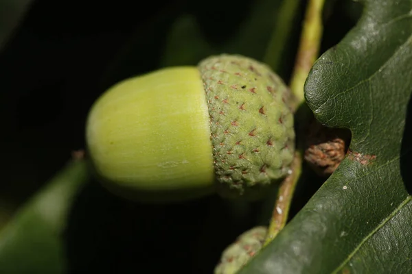 Selective Focus Shot Fresh Acorn Tree — Stock Photo, Image