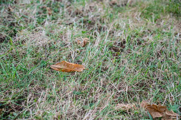 Suchy Jesienny Liść Zielonej Trawie — Zdjęcie stockowe