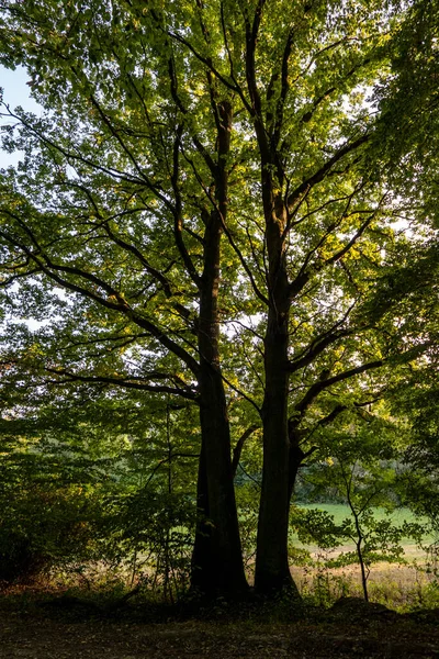 Ormandaki Yüksek Ağaçların Dikey Görüntüsü — Stok fotoğraf