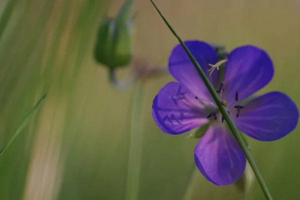 Eine Selektive Fokusaufnahme Einer Lila Blume Garten — Stockfoto