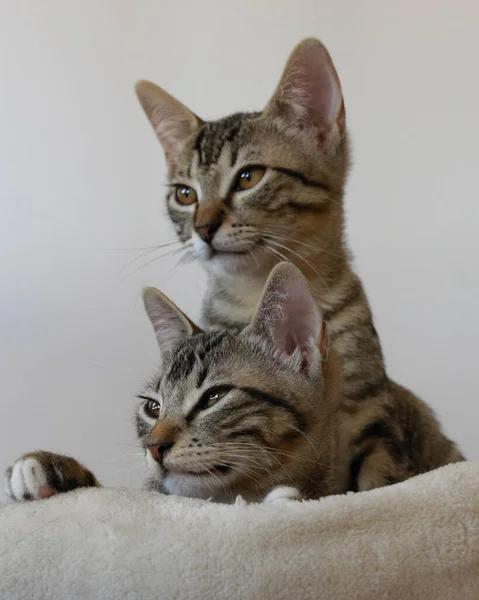 Primer Plano Pequeños Gatos Mentirosos —  Fotos de Stock