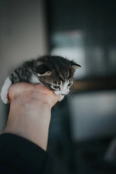 Ένα Κάθετο Πλάνο Ενός Χαριτωμένου Πράσινου Ματιού Γάτας Στο Χέρι — Φωτογραφία Αρχείου