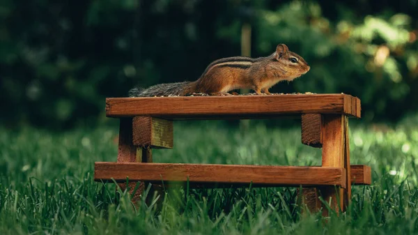 Gros Plan Petit Écureuil Mignon Sur Une Surface Bois Avec — Photo