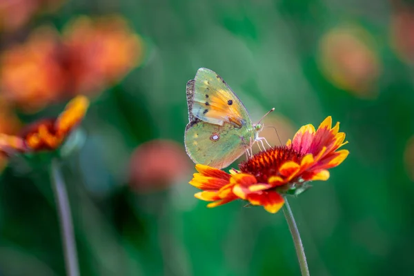 Bulanık Arkaplanda Güzel Kırmızı Bir Çiçeğin Üzerindeki Bir Kelebeğin Yakın — Stok fotoğraf