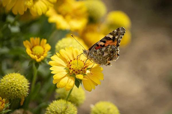背景がぼやけている黄色の花に蝶のクローズアップショット — ストック写真