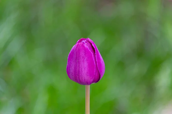 Крупный План Фиолетового Тюльпана Цветущего Поле Солнечным Светом Размытом Фоне — стоковое фото
