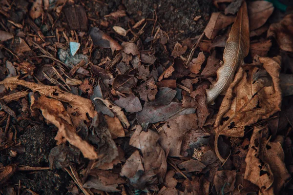 Gün Işığında Kuru Sonbahar Yapraklarının Yakın Plan Çekimi — Stok fotoğraf
