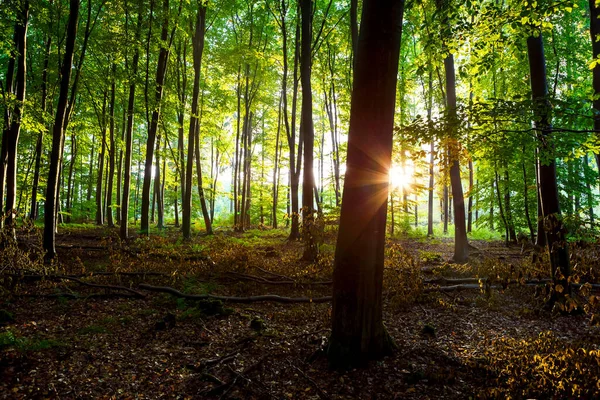 Bel Colpo Alberi Nella Foresta Della Germania Occidentale Estate — Foto Stock