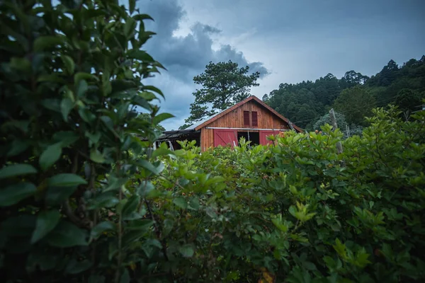 Una Hermosa Toma Plantas Hoja Verde Cerca Granero Madera — Foto de Stock