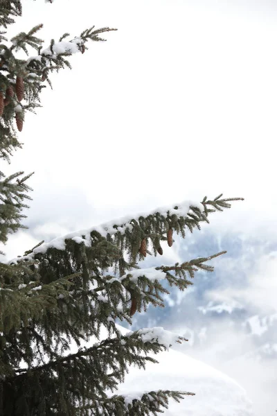 Eine Vertikale Aufnahme Von Schneebedeckten Fichtenzweigen Mit Zapfen — Stockfoto