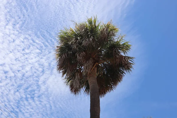 Plan Angle Bas Palmier Sous Ciel Bleu Ensoleillé — Photo