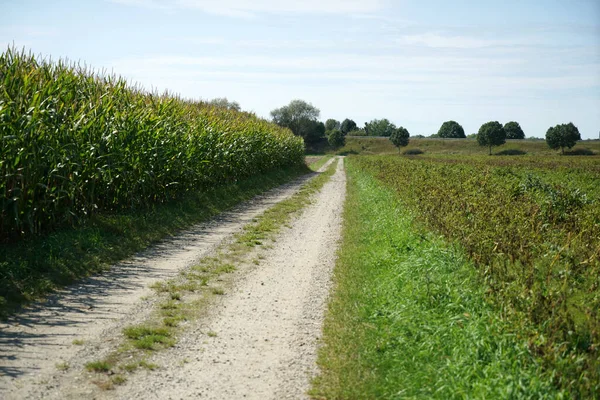 stock image A pathway in a farm field covered in greenery under the sunlight