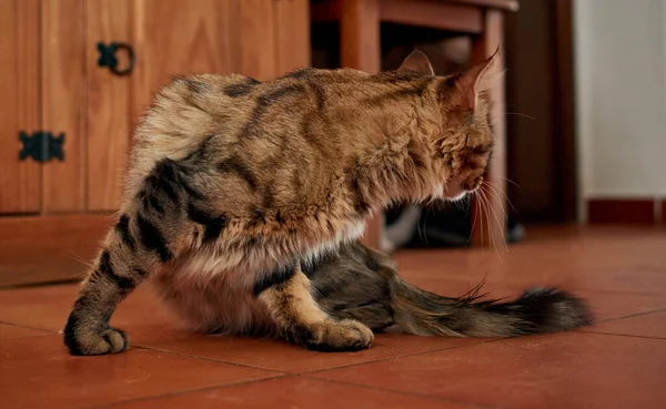 Närbild Panikslagen Inhemsk Korthårig Katt Inomhus — Stockfoto