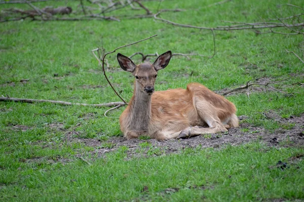 Gros Plan Cerf Virginie — Photo