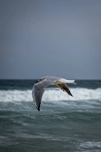 Gabbiano Che Vola Sopra Oceano Ondulato Ottimo Sfondi — Foto Stock